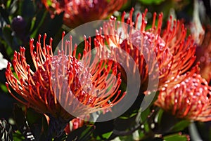 Common pincushion proteas