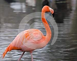 Common pink flamingo photo