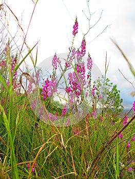 Common pink snapdragon