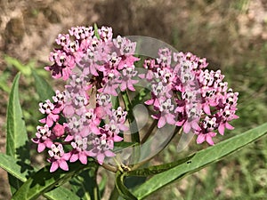 Common Pink Swamp Milkweed Blooms - Asclepias incarnata