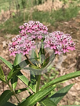 Common Pink Swamp Milkweed Blooms - Asclepias incarnata
