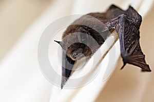 Common pipistrelle (Pipistrellus pipistrellus) a small bat on a