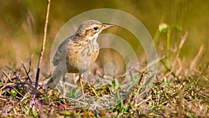 Common Pipit, small bird at eye level