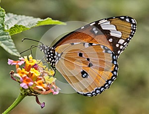 Common plain tiger butterfly