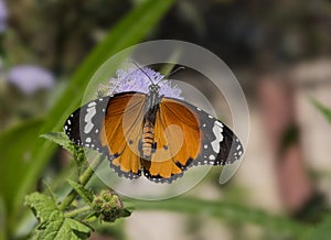 Common plain tiger butterfly