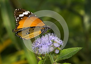 Common Plain tiger butterfly