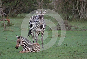 common plains zebra adorable foal sitting on the grass and mother standing alert in the wild savannah of the masai mara, kenya