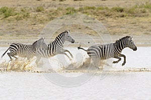 Common or Plains Zebra drinking from pool