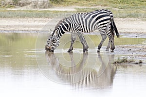 Common or Plains Zebra drinking from pool