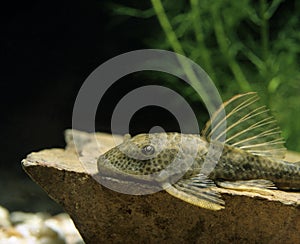 Common Pleco, hypostomus punctatus