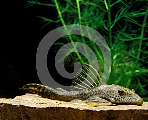 Common Pleco, hypostomus punctatus, Aquarium Fish