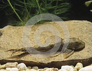 Common Pleco, hypostomus punctatus, Aquarium Fish