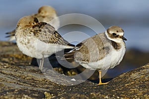 Common plover Charadrius hiaticula, with winter plumage resting on a rock. Asturias, Spain