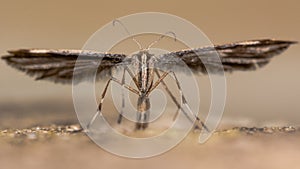 Common plume moth (Emmelina monodactyla)