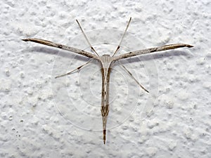Common Plume Moth, Emmelina monodactyla with rolled wings on wall. AkaT-moth or morning-glory.