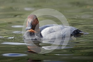 A Common Pochard ( Aythya ferina)