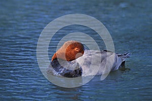 Common Pochard, Aythya ferina