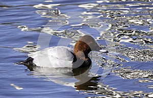 Common Pochard, Aythya ferina