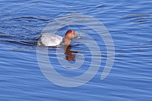 Common Pochard ( Aythya ferina )