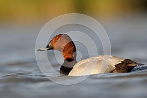 Common pochard (Aythya ferina)