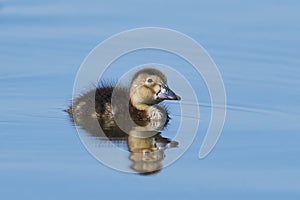 Common pochard (Aythya ferina)