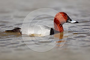 Common Pochard, Aythya ferina, bird in the water. Duck in the nature habitat. Morning sun with bird. Red head bird with grey and b