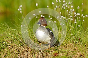 Common pochard, Aythya ferina, is diving duck from Europe. Bird in the beautiful habitat, bird with cotton grass. Summer in the Fi