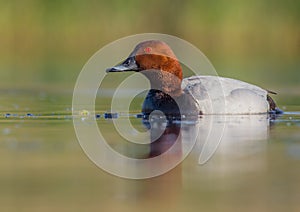 Common Pochard - Aythya ferina