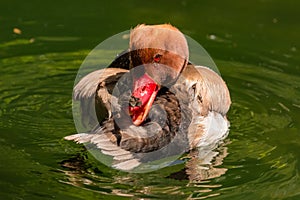 Common pochard duck on the lake cleaning its feathers