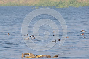 Common Pochard Ducks in the Wetland