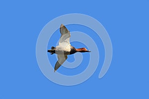 The Common Pochard in flight