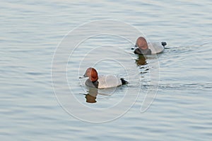 Common Pochard male seen at waterbody near  Jamnagar,Gujarat,India