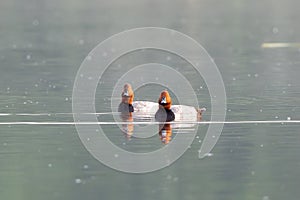Common Pochard: Observing Its Current Behavior