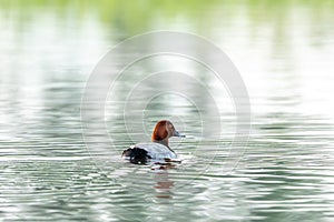 Common Pochard: Observing Its Current Behavior