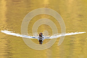 Common Pochard swimming in lake