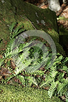 Common polypody photo