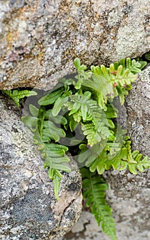 Common polypody amongst rocks photo