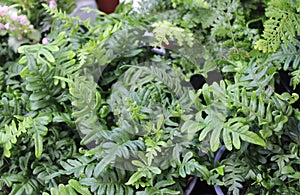 common polypody in the autumn