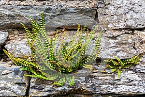 Common polypody at a drystone wall photo