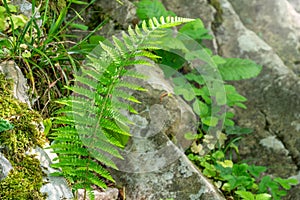 Common polypody fern Polypodium vulgare grows among stones and moss