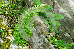 Common polypody fern Polypodium vulgare grows among stones and moss photo