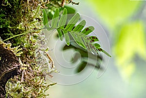 Common polypody fern Polypodium vulgare grows among thick moss photo