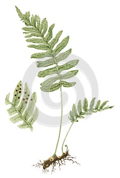 Common polypody Polypodium vulgare botanical drawing over white background photo