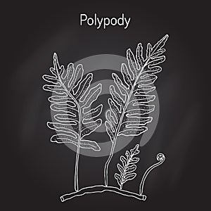 Common polypody Polypodium vulgare , medicinal plant