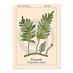 Common polypody Polypodium vulgare , medicinal plant photo