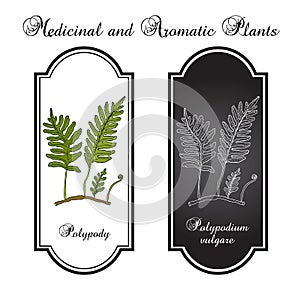 Common polypody Polypodium vulgare , medicinal plant photo