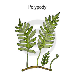 Common polypody Polypodium vulgare , medicinal plant photo