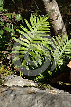 Common polypody, Polypodium vulgare photo