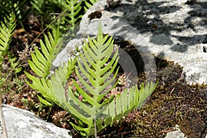 Common polypody photo