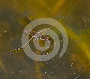 Common Pond Skater